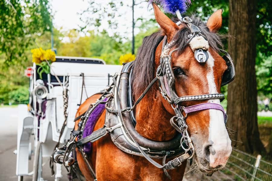 NYC: Guided Central Park Horse Carriage Ride - The Literary Mall and Bethesda Fountain