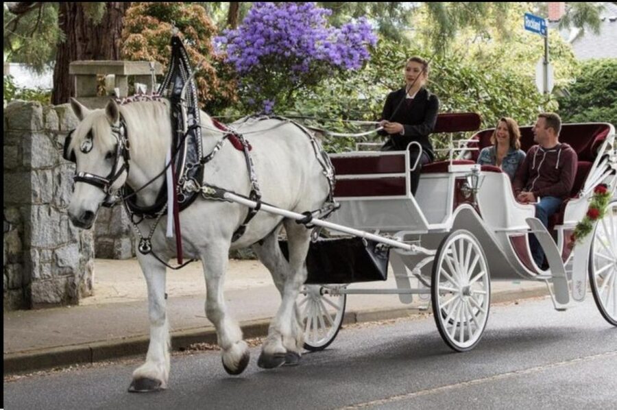 NYC: Private Central Park Horse Carriage Ride with Guide - What this Central Park carriage ride feels like