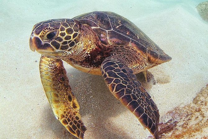 Oahu Circle Island Tour with Turtle Snorkeling— Small-Groups - Macadamia tasting beneath the banyan trees