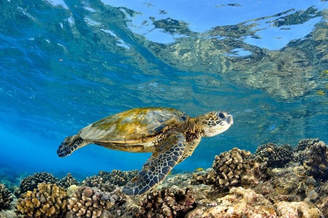 Oahu Circle Island Tour with Turtle Snorkeling— Small-Groups - Farm lunch near the Koʻolau Mountains