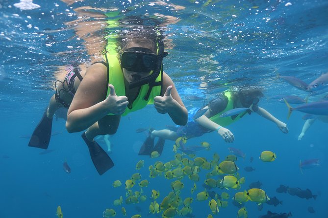 Oahu Dolphin and Snorkel Tour with Waikiki Pickup & Lunch - The real appeal is West Oahu wildlife