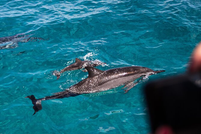 Oahu Dolphin and Snorkel Tour with Waikiki Pickup & Lunch - On the boat: expect a social, active outing