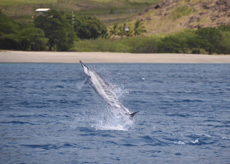 Oahu: Dolphin Swim and Turtle Snorkel Excursion in Waianae - Key points to know before you book
