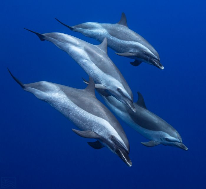 Oahu: Dolphin Swim and Turtle Snorkel Excursion in Waianae - Safety first in Waianae