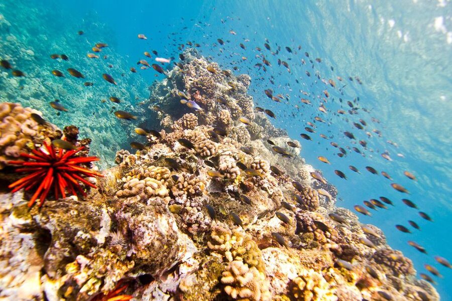 Oahu: Dolphin Swim and Turtle Snorkel Excursion in Waianae - Snorkeling with turtles and reef fish