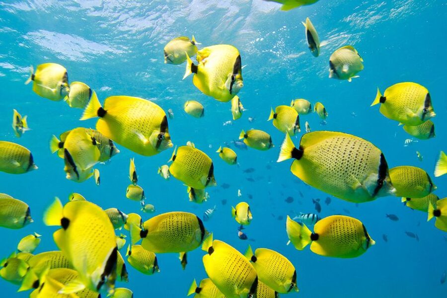 Oahu: Dolphin Swim and Turtle Snorkel Excursion in Waianae - Whales in winter and surprises all year
