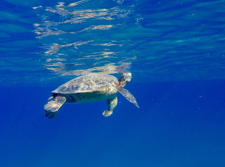Oahu: Dolphin Swim and Turtle Snorkel Excursion in Waianae - Lunch, gear, and the small details that help