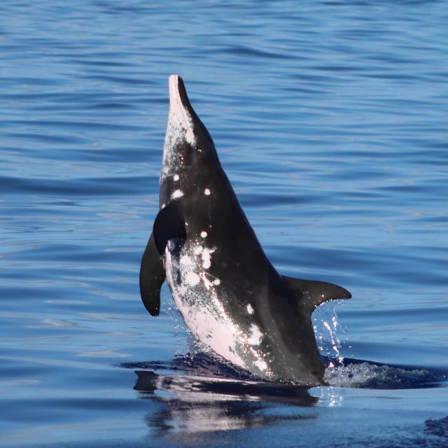 Oahu: Dolphin Swim and Turtle Snorkel Excursion in Waianae - Is $193 a fair price?