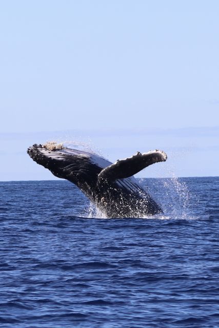 Oahu: Dolphin Swim and Turtle Snorkel Excursion in Waianae - The long ride from Waikiki to Waianae