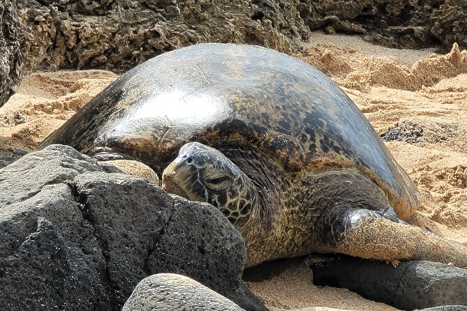 Oahu Fun Circle Island Tour With Pickup - Waimanalo and the windward side