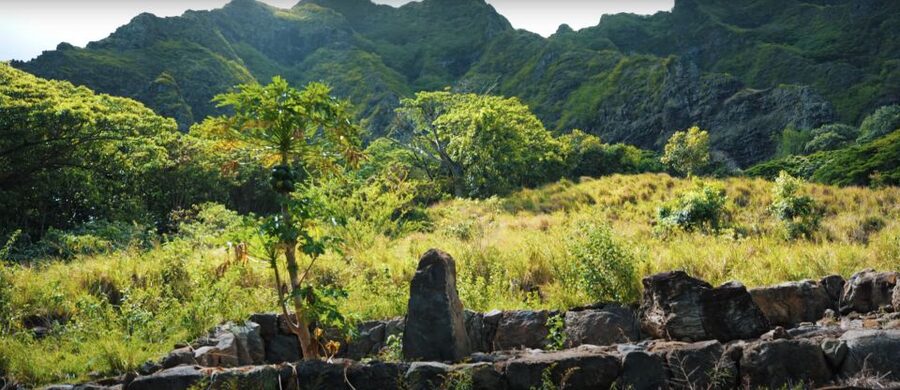 Oahu: Kualoa Open Air Jungle Expedition Tour - What $63 gets you