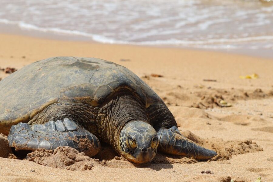 Oahu: Oahu Ultimate Grand Circle Island Tour - Why this Oahu circle tour works in one day