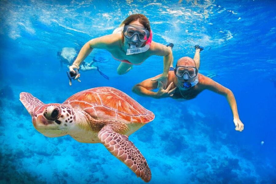 Oahu: Oahu Ultimate Grand Circle Island Tour - Haleʻiwa, pineapples, and coffee