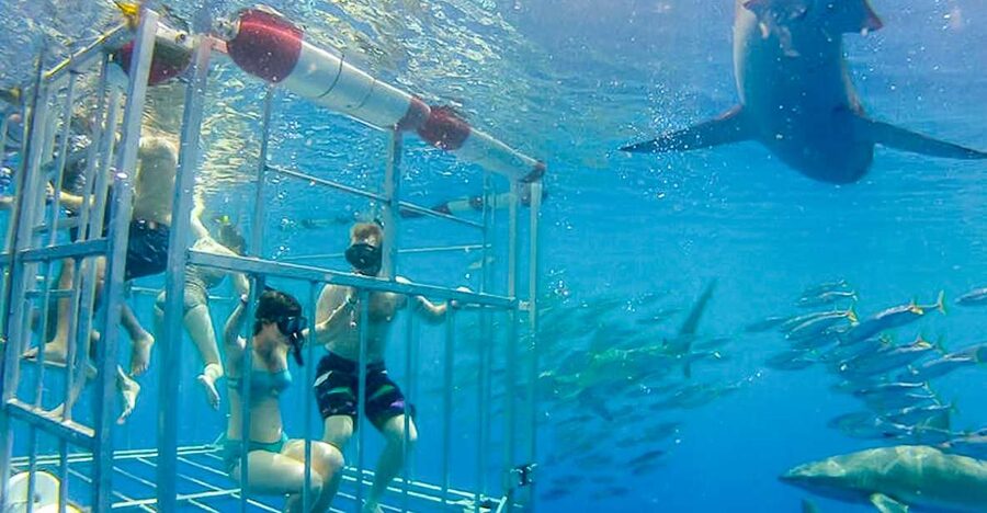 Oahu: Shark Cage Dive on the North Shore - Key points at a glance