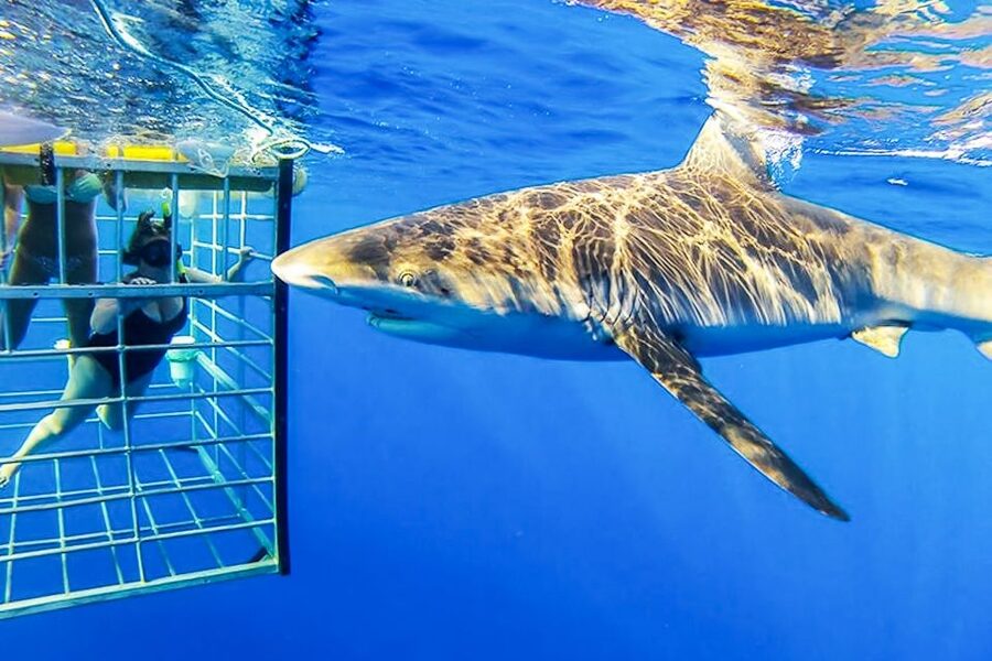 Oahu: Shark Cage Dive on the North Shore - Who should book this experience