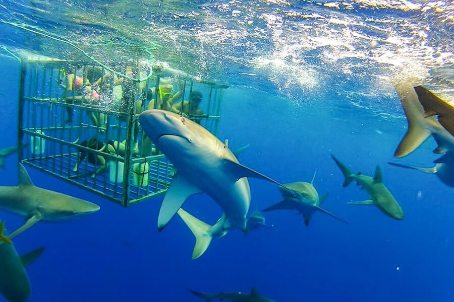 Oahu: Shark Cage Dive on the North Shore - What it feels like inside the cage