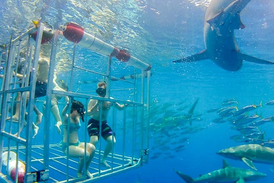 Oahu: Shark Cage Dive on the North Shore - Why Galapagos sharks make this encounter special