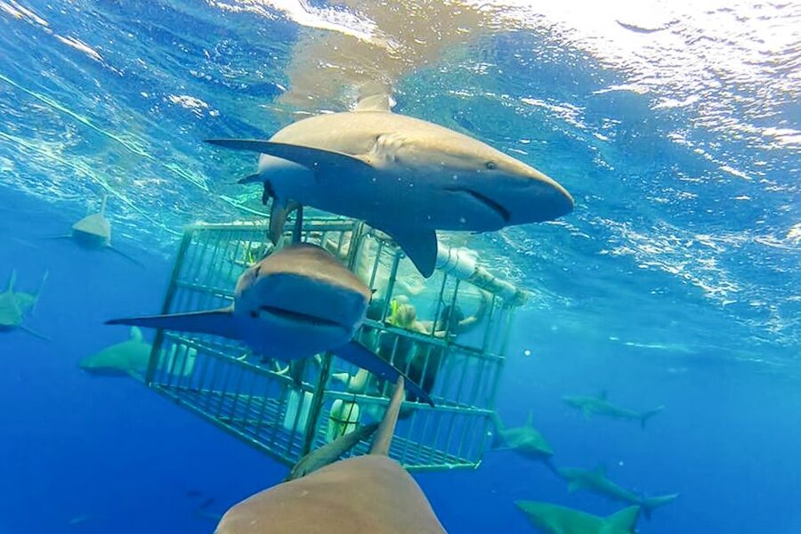 Oahu: Shark Cage Dive on the North Shore - Wildlife season adds another layer
