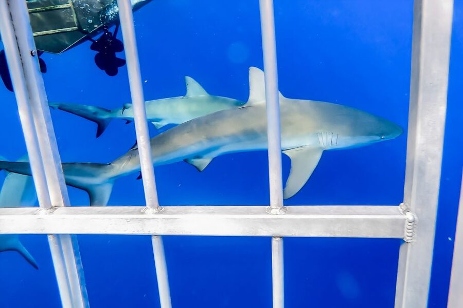 Oahu: Shark Cage Dive on the North Shore - Cameras, videos, and the best way to remember it