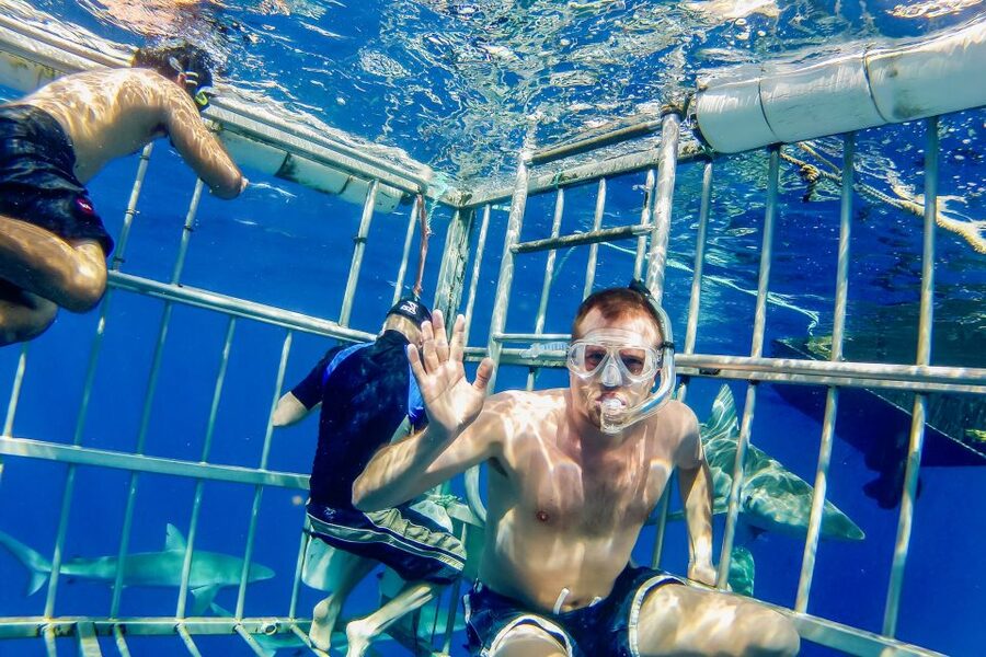 Oahu: Shark Cage Dive on the North Shore - The value of $99