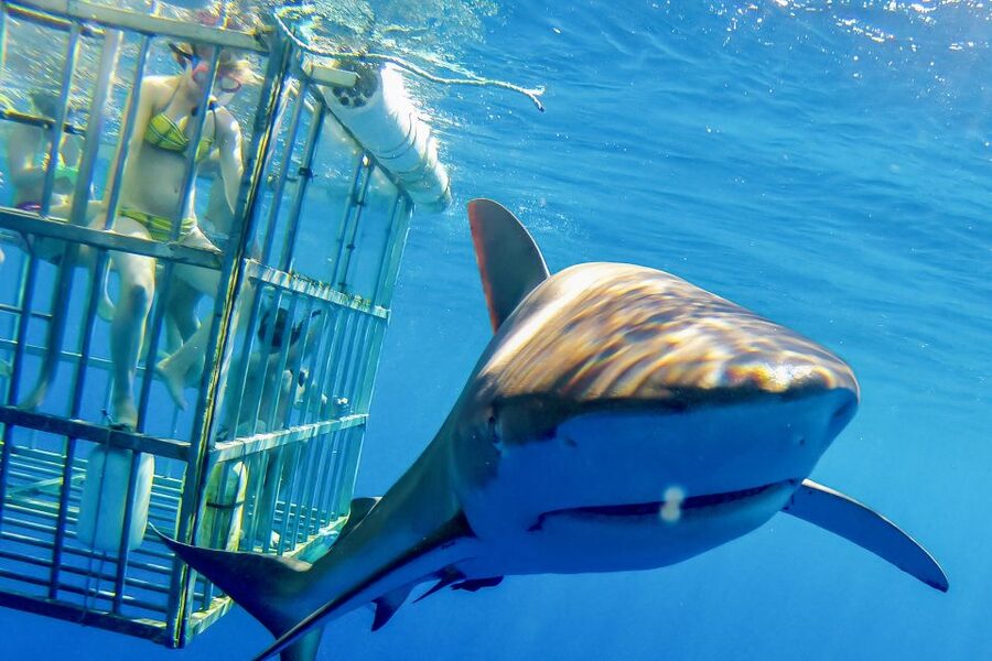 Oahu: Shark Cage Dive on the North Shore - The safety briefing matters