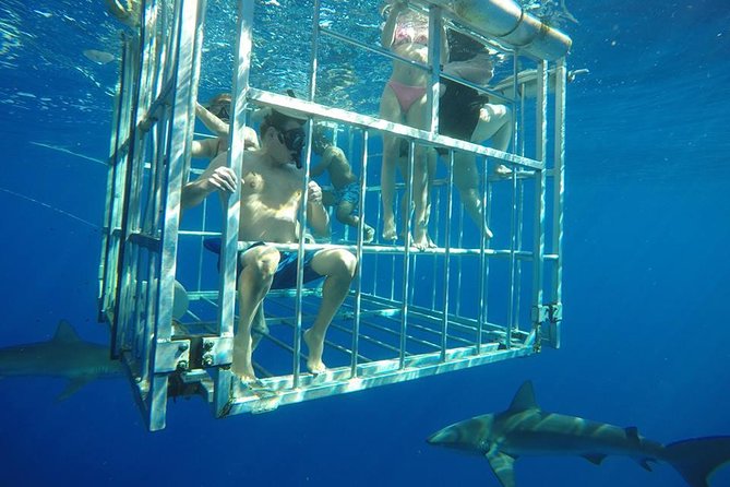 Oahu Shark Dive - From Haleiwa harbor to the open Pacific