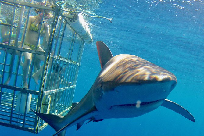 Oahu Shark Dive - What the sharks look like from the cage