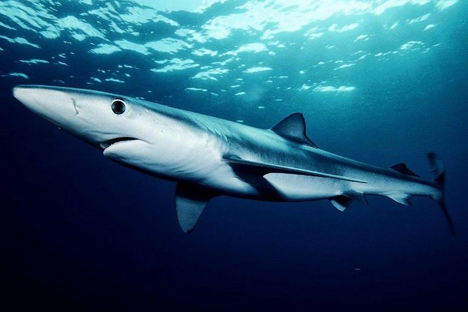 Oahu Shark Dive - Cage time is short, but not rushed