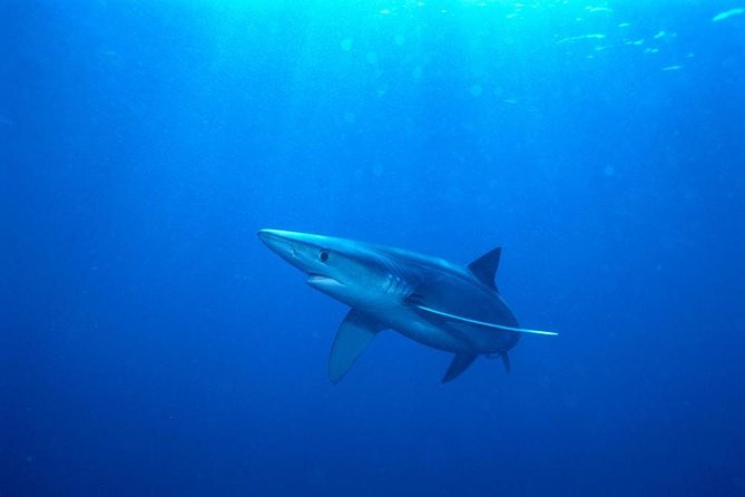 Oahu Shark Dive - Watching from the deck is a real option
