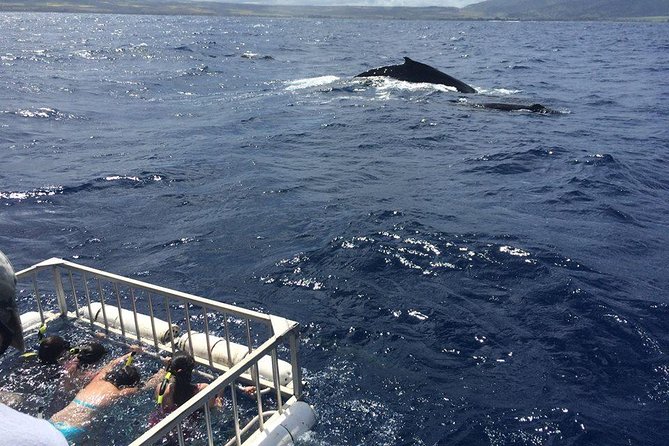 Oahu Shark Dive - Whales, dolphins, and turtles add to the ride