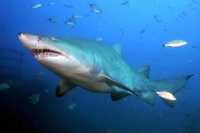 Oahu Shark Dive - Is the $99.48 price good value?
