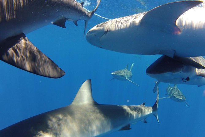 Oahu Shark Dive - Who will enjoy this most?