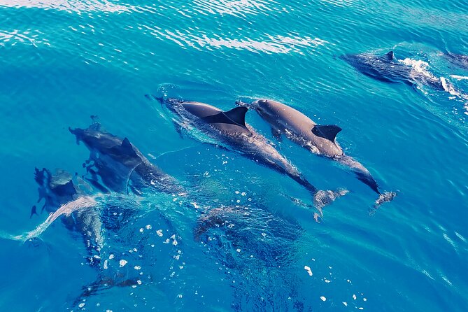 Oahu: Swim with Dolphins on the West Coast - Setting out from Waiʻanae at 7:30 am