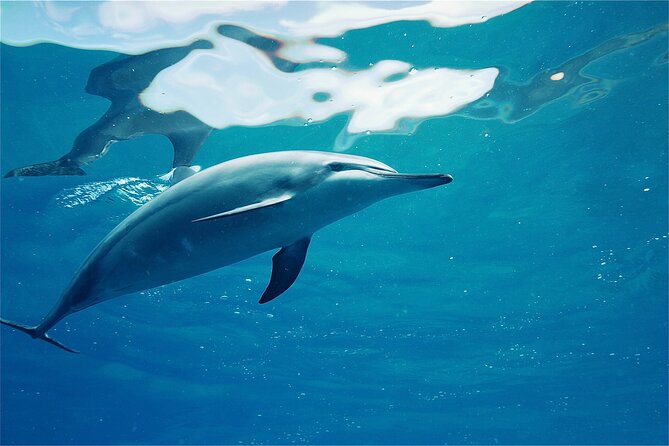 Oahu: Swim with Dolphins on the West Coast - Searching for wild dolphins in open water