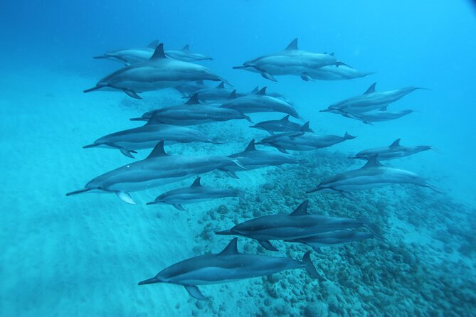Oahu: Swim with Dolphins on the West Coast - Why spinner dolphins are different