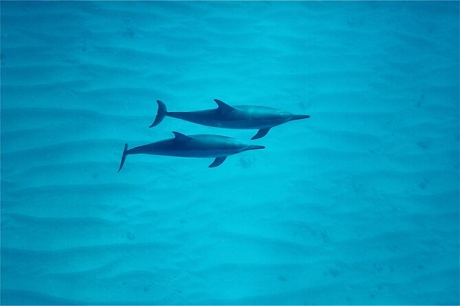 Oahu: Swim with Dolphins on the West Coast - Snorkeling with turtles, fish, and octopuses