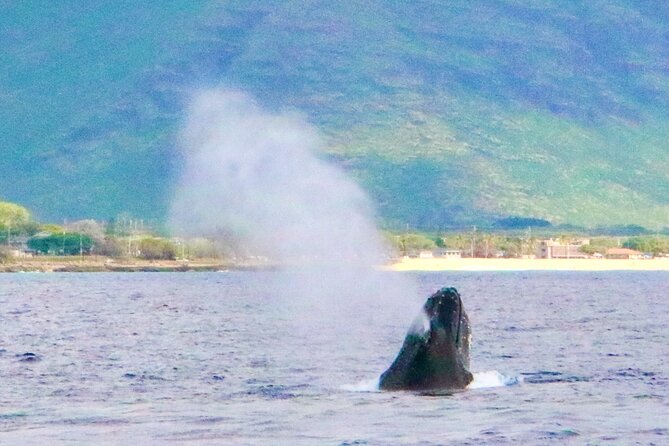 Oahu: Swim with Dolphins on the West Coast - Whales, seals, and lucky extras