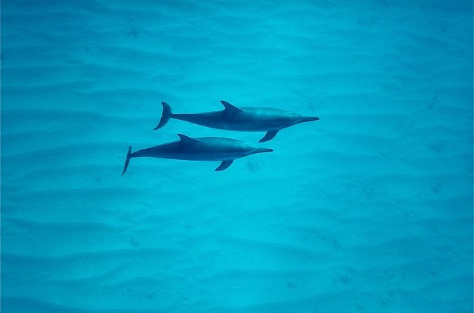 Oahu: Swim with Dolphins on the West Coast - Lunch, snacks, and what to bring