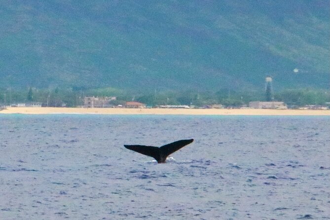 Oahu: Swim with Dolphins on the West Coast - Cost and overall value at $187.43
