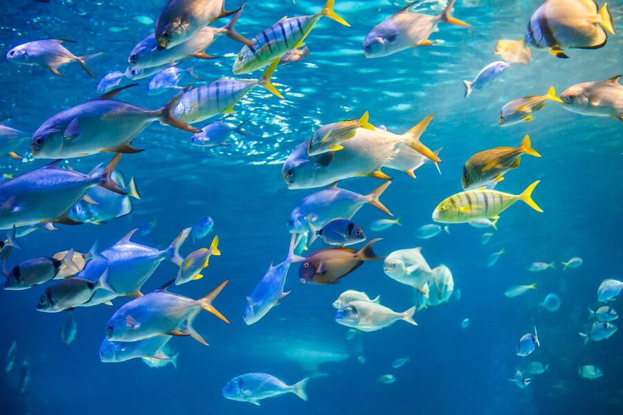 Oahu: Waikiki Glass Bottom Boat Sunset Cruise - Comfort, music, and the onboard mood