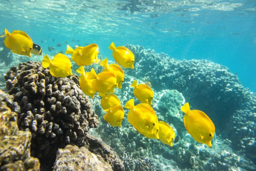 Oahu: Waikiki Glass Bottom Boat Sunset Cruise - Is $60 a fair price for 90 minutes?