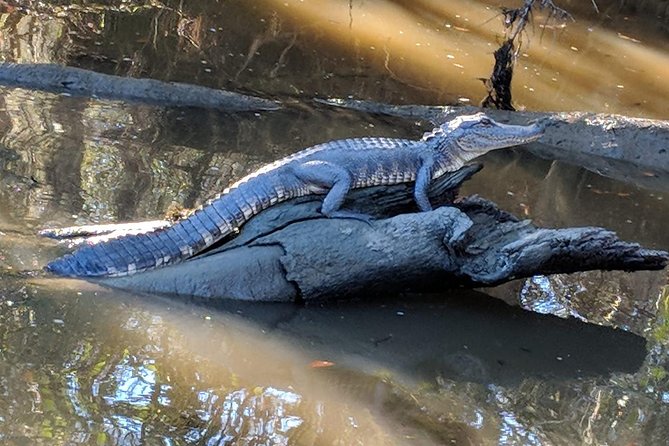 Oak Alley Plantation and Large Airboat Swamp Tour from New Orleans - The plantation visit needs a plan
