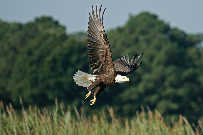 One-Hour Airboat Ride Near Orlando - Fast water, quiet marsh, and Florida wildlife