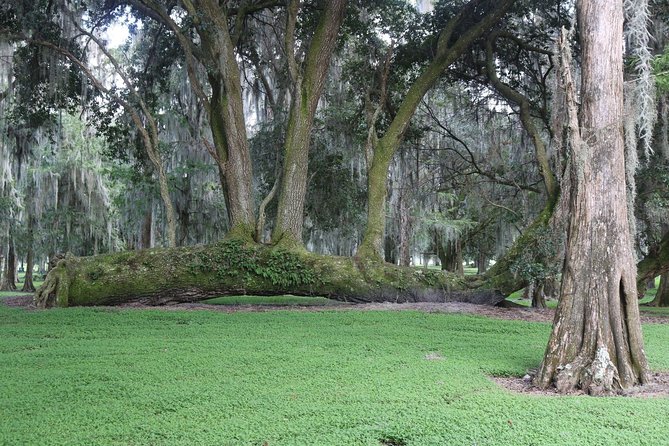 One-Hour Airboat Ride Near Orlando - The main drawbacks: cold, noise, and nature’s timetable