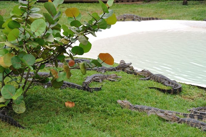 One-Hour Airboat Ride Near Orlando - Why a morning departure can be a smart choice