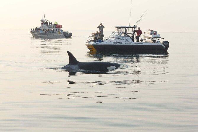 Orcas Island Whale Watching - What the 3.5-hour search really feels like