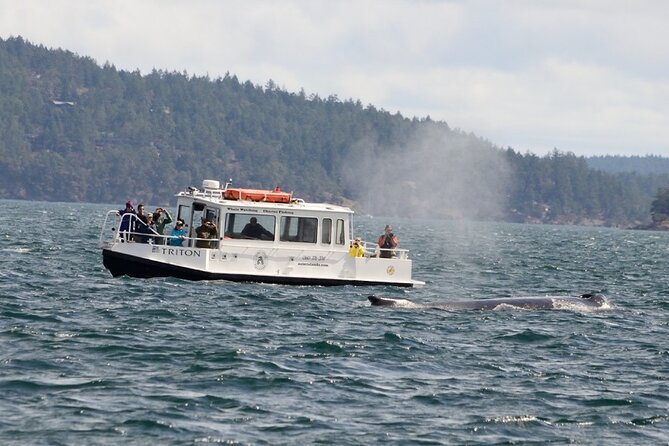 Orcas Island Whale Watching - The supporting cast: seals, sea lions, otters, and eagles