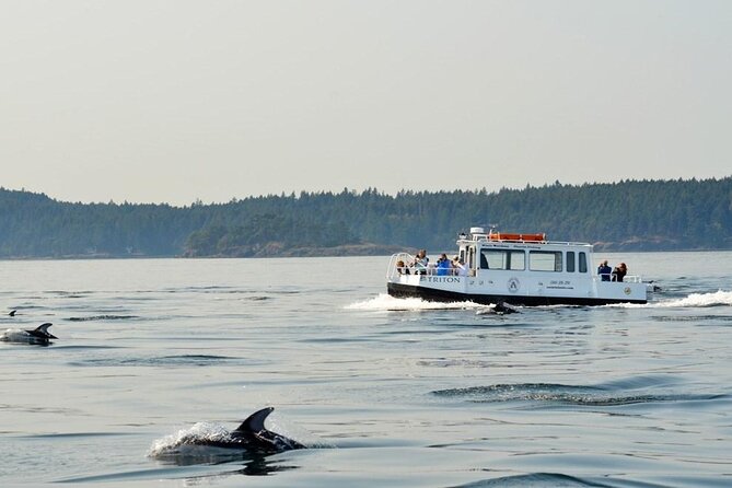 Orcas Island Whale Watching - Why the small boat and 30-person limit matter