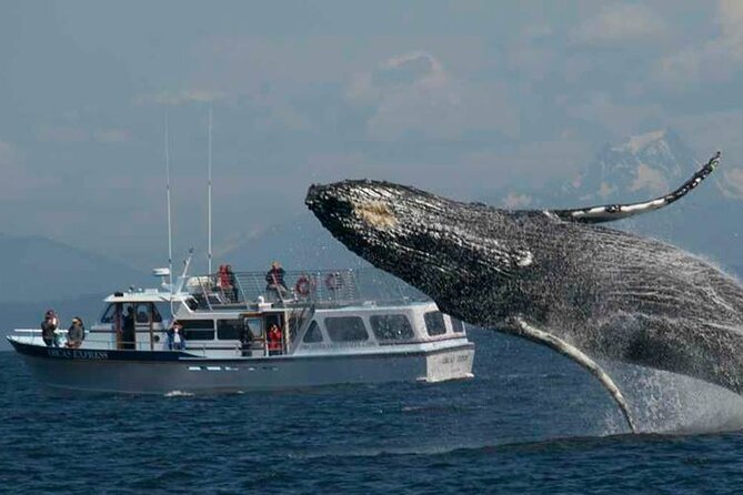 Orcas Island Whale Watching - Is $119 a fair price?