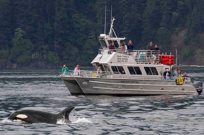 Orcas Island Whale Watching - Ferry timing can make or break the day
